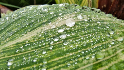 美人蕉叶上的雨滴 清新而灵动