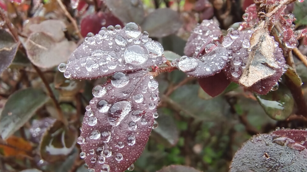 红花檵木上的雨滴如珍珠般晶莹剔透，美丽极了！