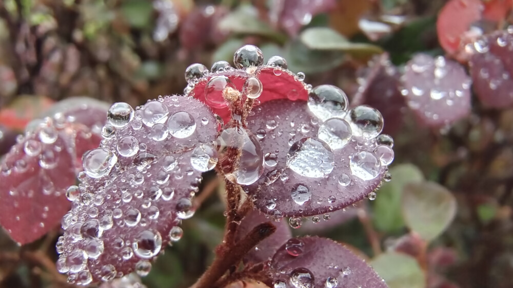 红花檵木上的雨滴如珍珠般晶莹剔透，美丽极了！