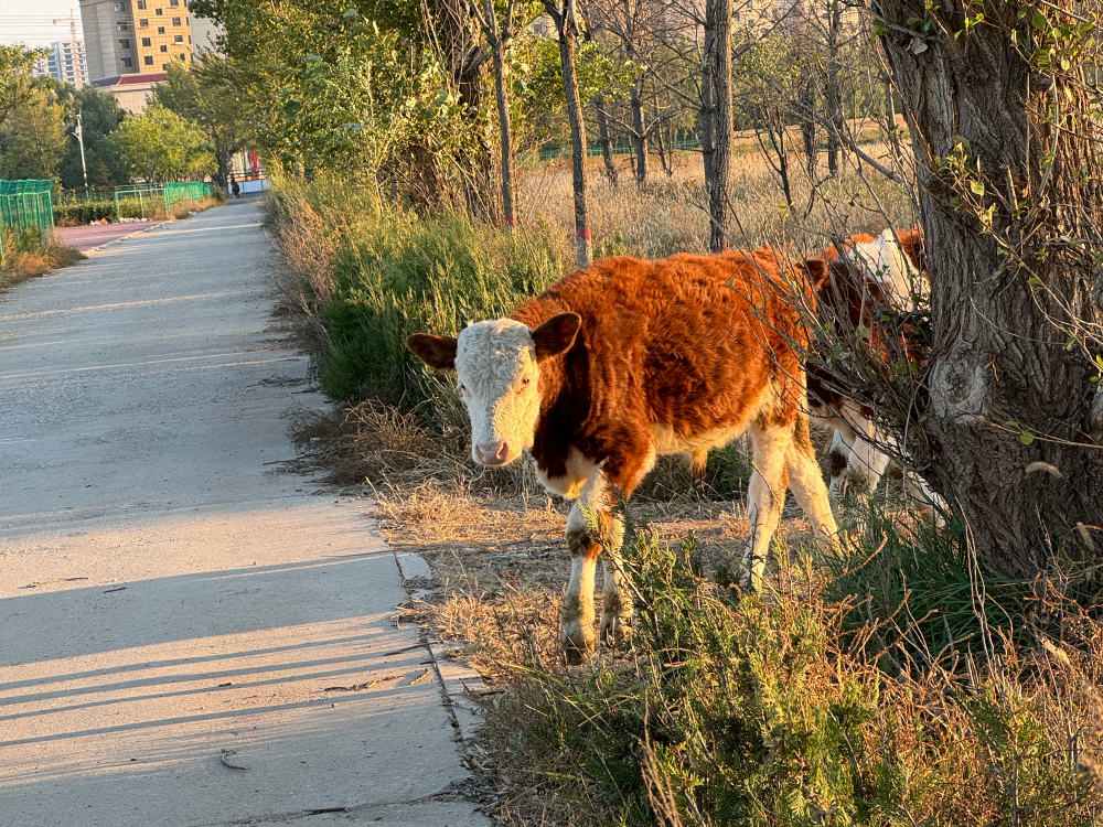 爱是6亿次的心跳和8分钟的距离