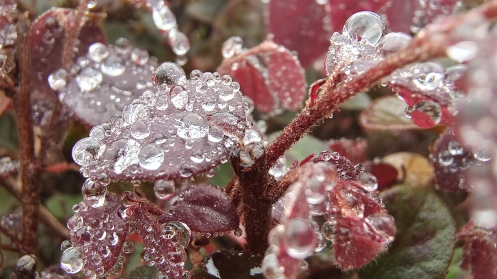 红花檵木上的雨滴如珍珠般晶莹剔透，美丽极了！