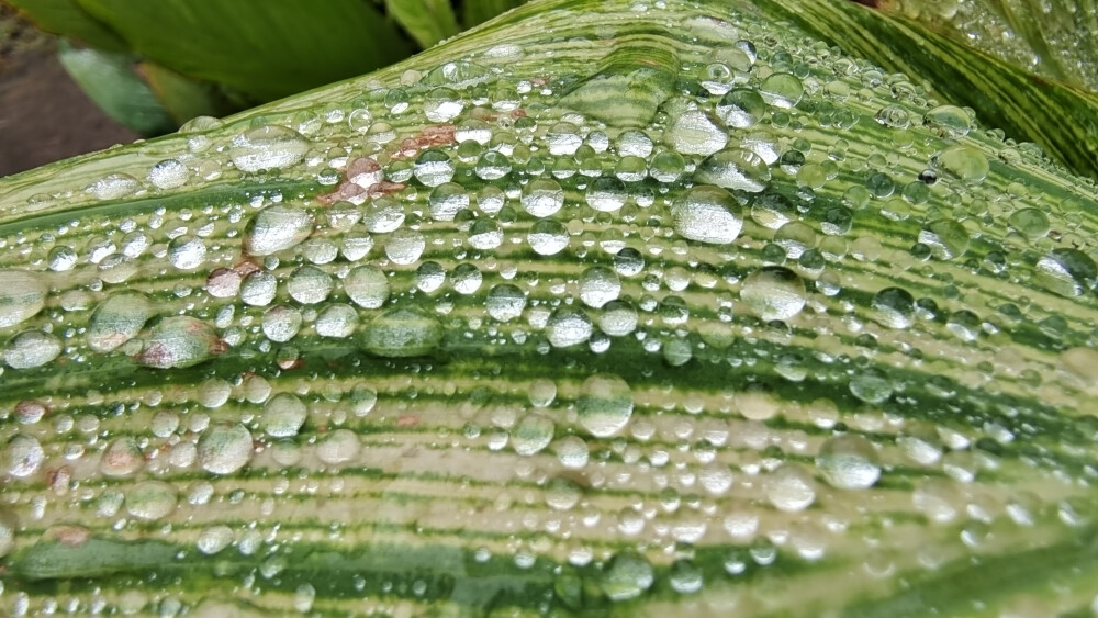 美人蕉叶上的雨滴 清新而灵动