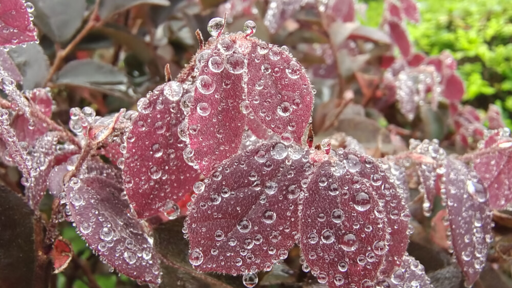 红花檵木上的雨滴如珍珠般晶莹剔透，美丽极了！