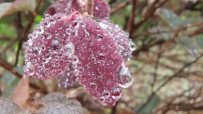 红花檵木上的雨滴如珍珠般晶莹剔透，美丽极了！