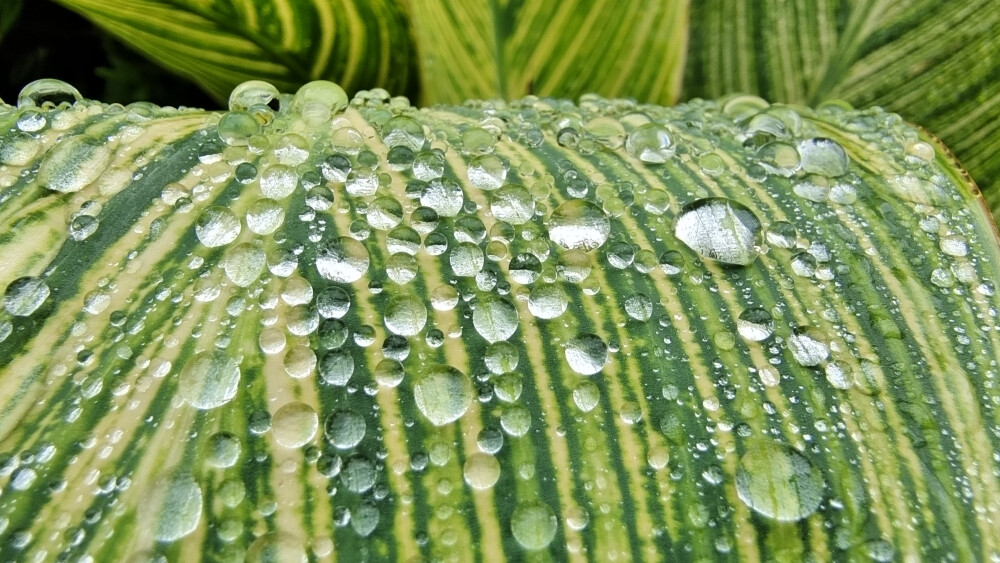 美人蕉叶上的雨滴 清新而灵动