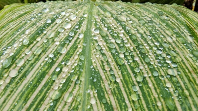 美人蕉叶上的雨滴 清新而灵动