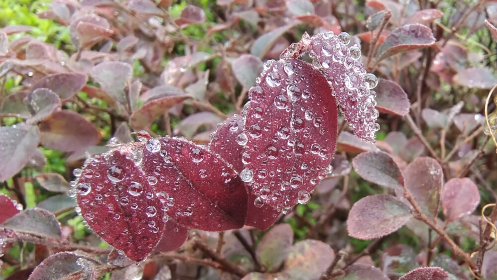 红花檵木上的雨滴如珍珠般晶莹剔透，美丽极了！