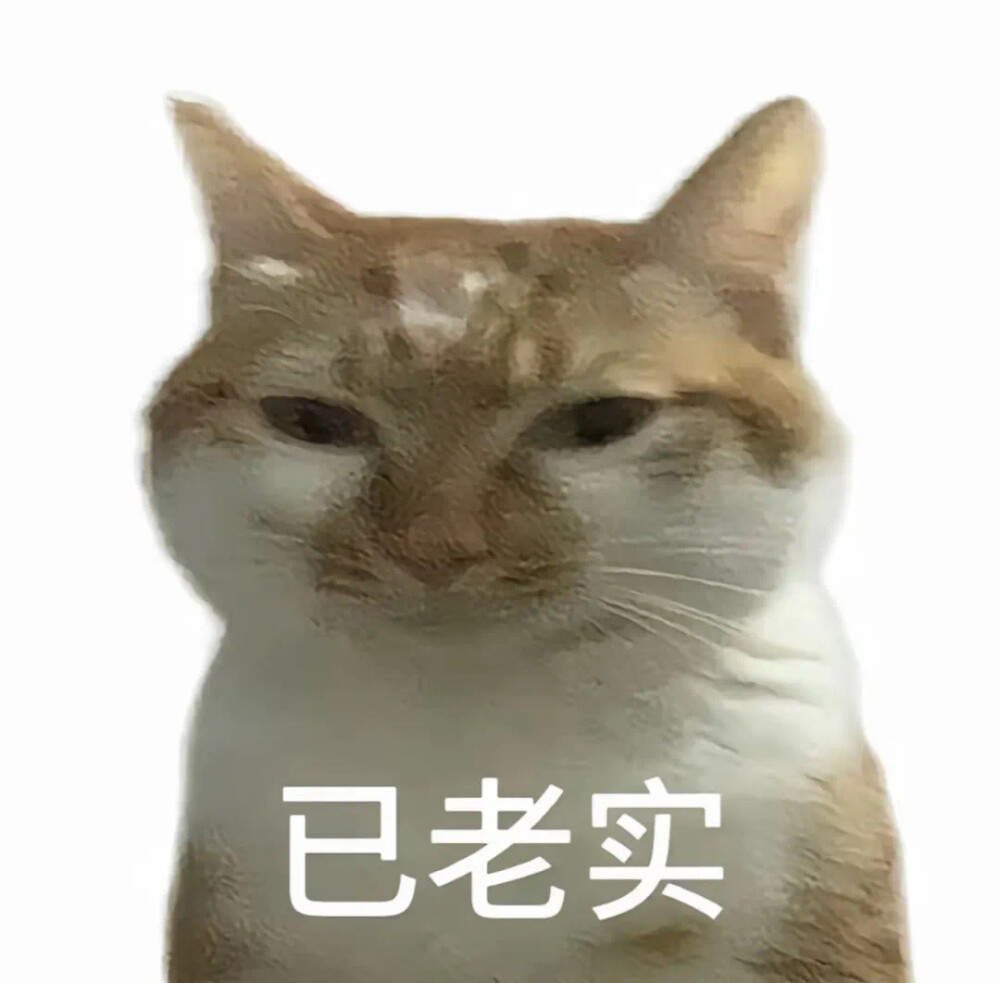 沙雕猫咪表情包