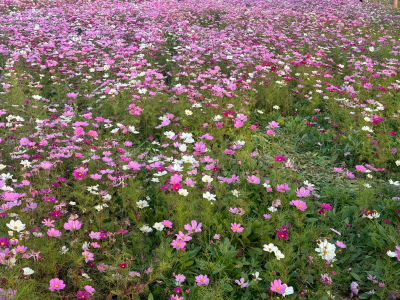 花海