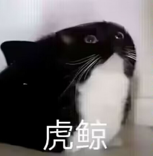 猫猫表情包