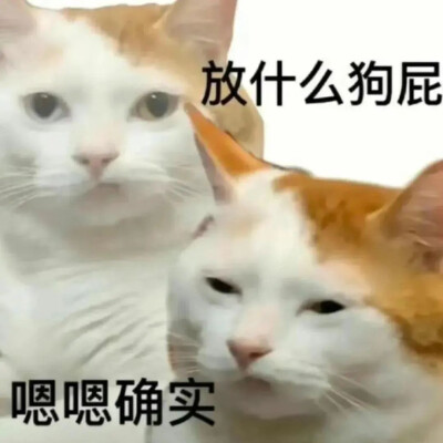 沙雕猫咪表情包