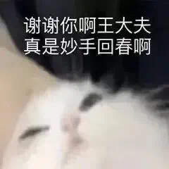 沙雕猫咪表情包