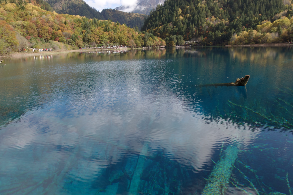 五花海有枯木群