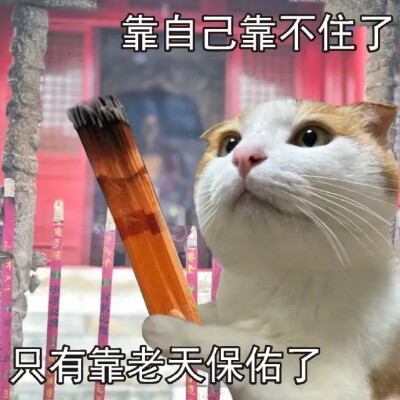 沙雕猫咪表情包