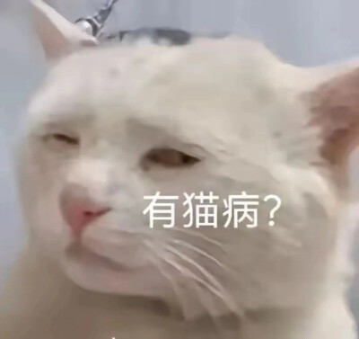 沙雕猫咪表情包