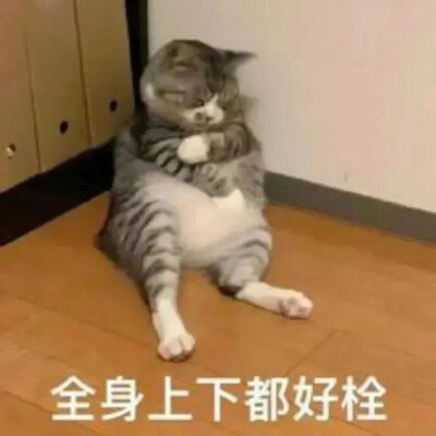 沙雕猫咪表情包