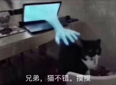 猫猫表情包