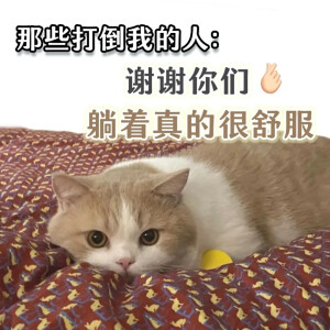 猫猫表情包