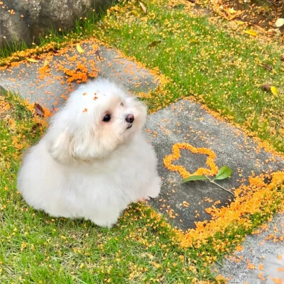 今日份背景图分享 ✌
点赞自取哈～