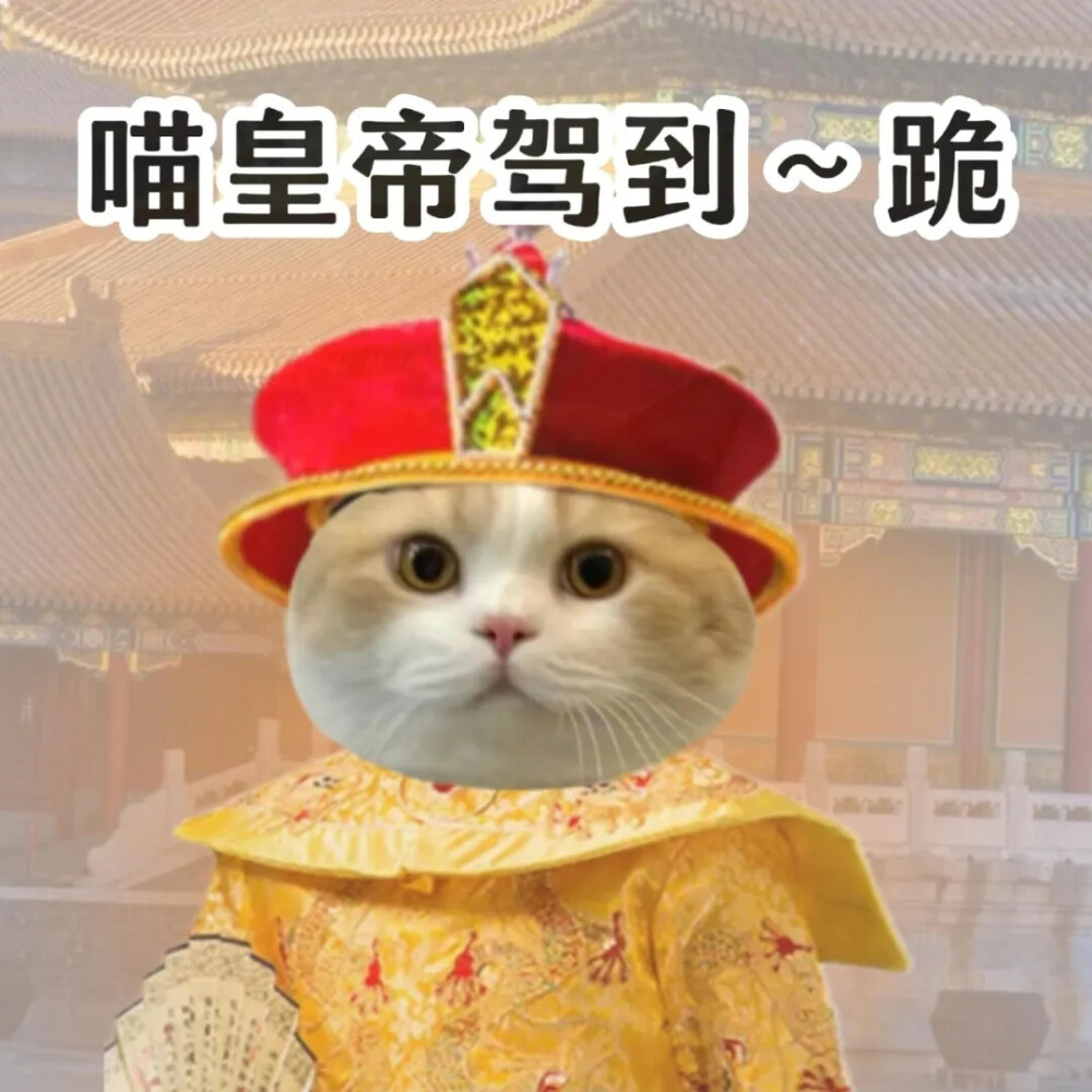 猫猫表情包