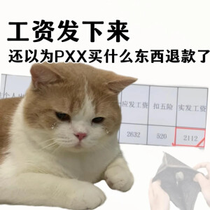 猫猫表情包