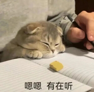 猫猫表情包