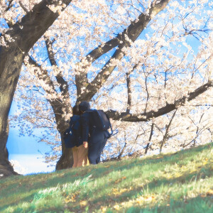 **霧の中で花を探る’하얀 장미