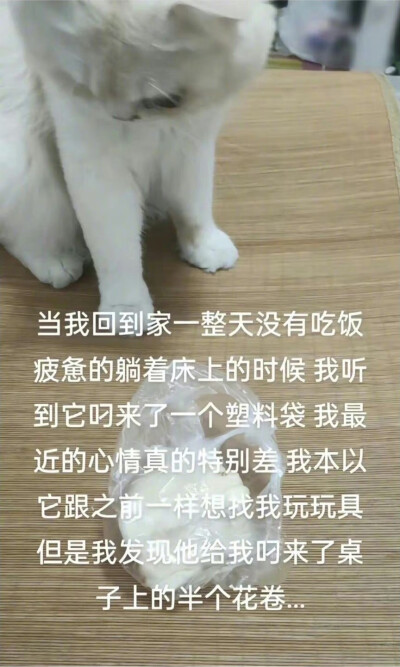 世界破破烂烂，小猫缝缝补补 