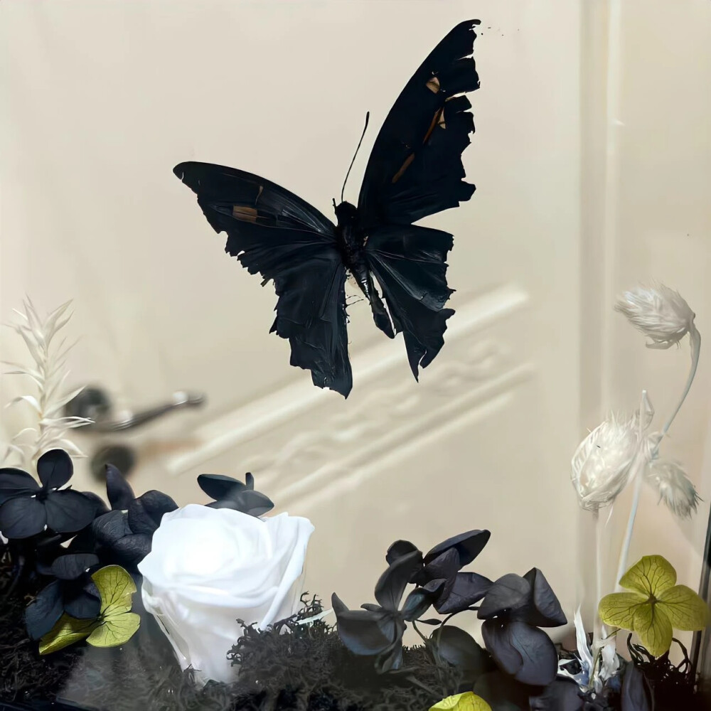 蝴蝶 结 背景图