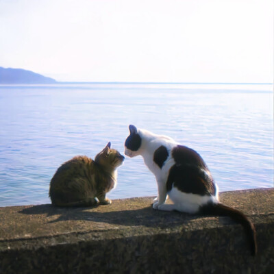猫猫背景图