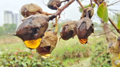 在吉安城南白鹭园拍摄到的一组雨后紫薇树果实上的雨滴美景！