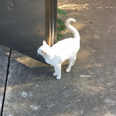 猫猫背景图