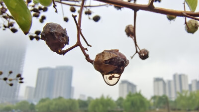 在吉安城南白鹭园拍摄到的一组雨后紫薇树果实上的雨滴美景！