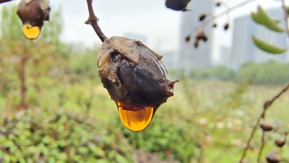 在吉安城南白鹭园拍摄到的一组雨后紫薇树果实上的雨滴美景！