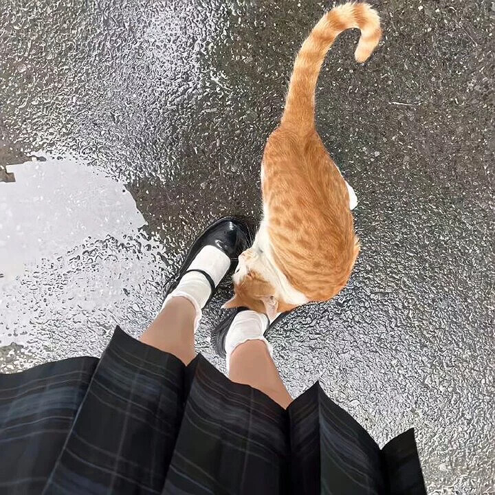 猫猫背景图