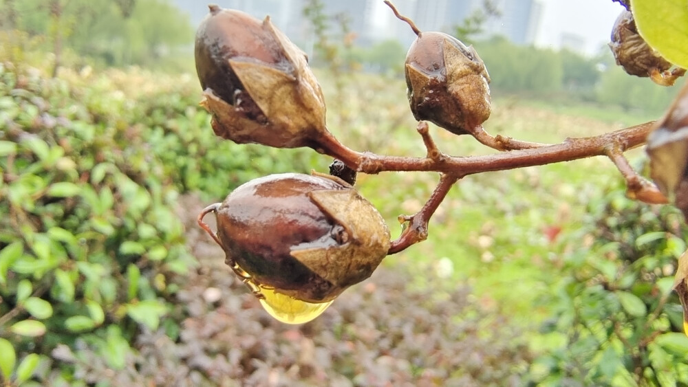 在吉安城南白鹭园拍摄到的一组雨后紫薇树果实上的雨滴美景！