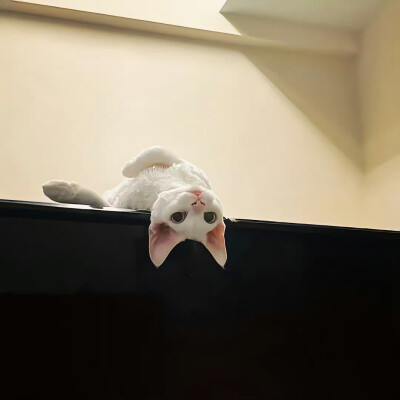 猫猫背景图