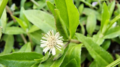 小花也可爱：“鳢肠”欣赏