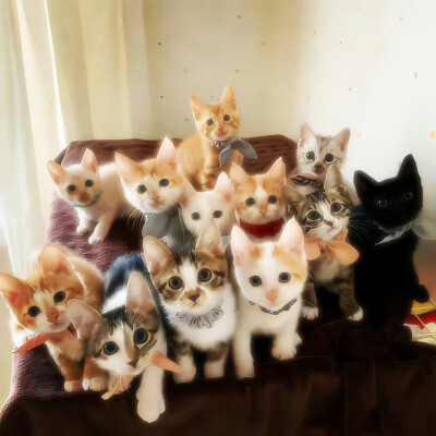 猫猫背景图