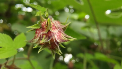 小花也可爱：“葎草”欣赏