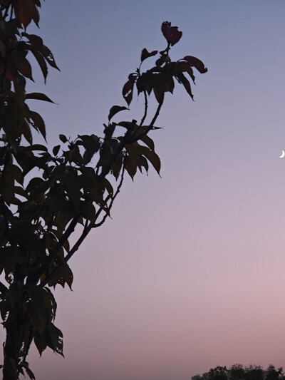 夜晚，公园，月亮，星星，天空