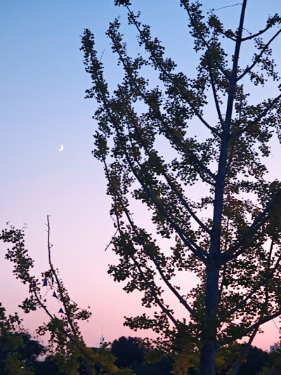 夜晚，公园，月亮，星星，天空