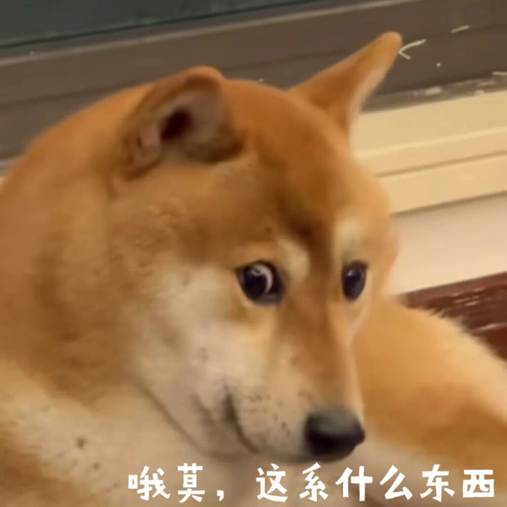 柴犬表情包