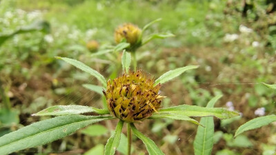 植物欣赏：花花草草之“狼杷草”