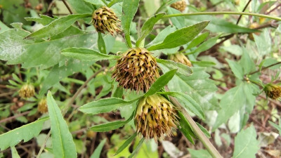 植物欣赏：花花草草之“狼杷草”