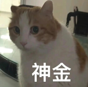 猫猫表情包