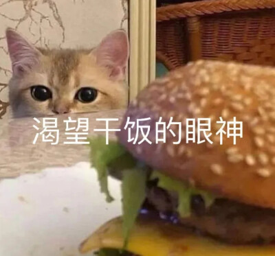 猫猫表情包