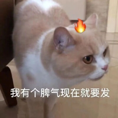 猫猫表情包