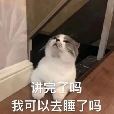 猫猫表情包