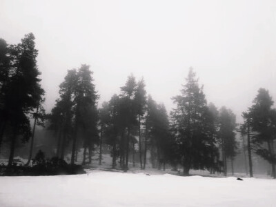 我的冬天没有雪 只有藏在冷冽寒风中的思念 如果下个冬天我们见面 你会带上一条长围巾吗